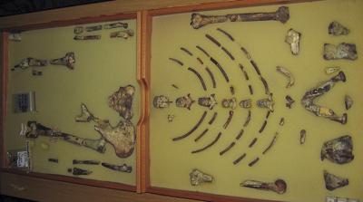 Ethiopia Europe Fossil Lucy