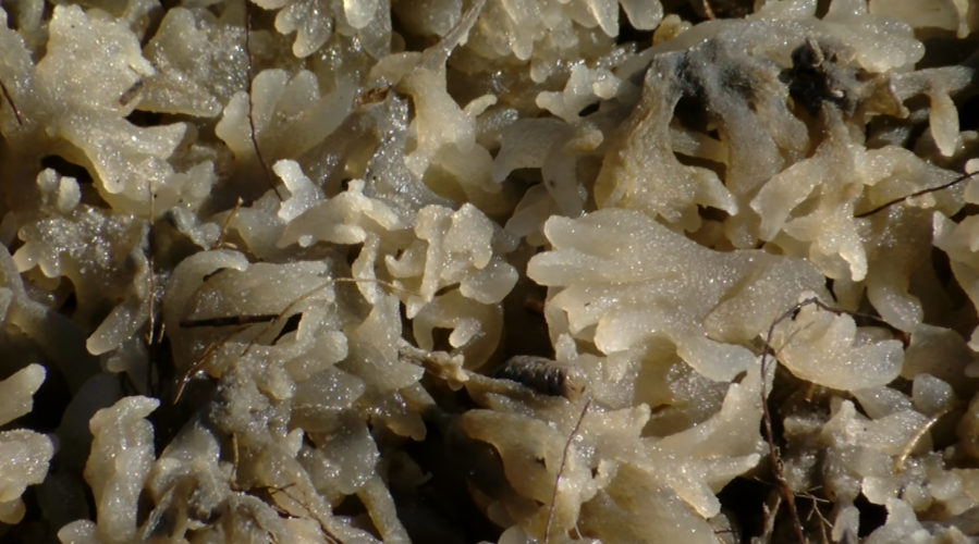 Rubbery bryozoan