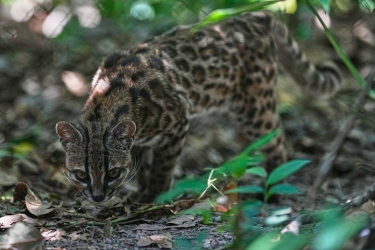 Bolivia New Cat Species