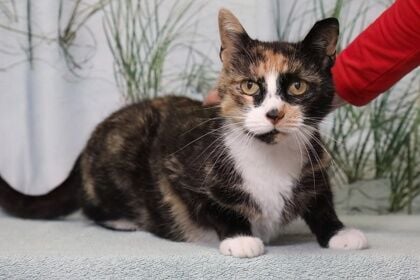 Flip Flop, 6-year-old female from West Chester