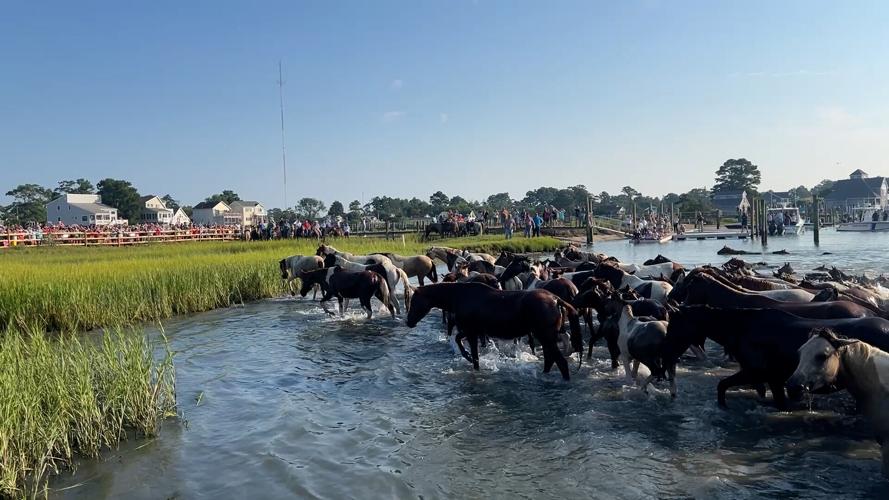 PONIES COMING TO SHORE.jpg