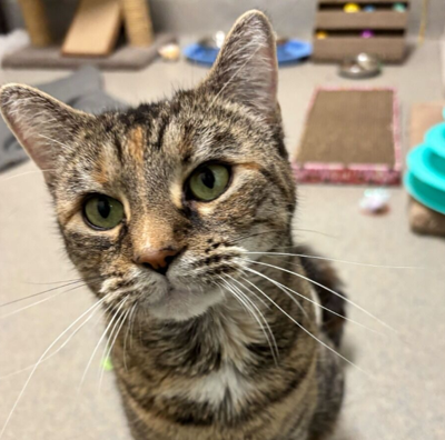cat