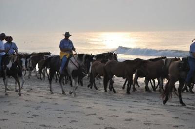 An image of ponies on Assateague Island being rounded up by saltwater cowboys.