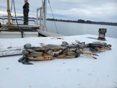Blue crab population