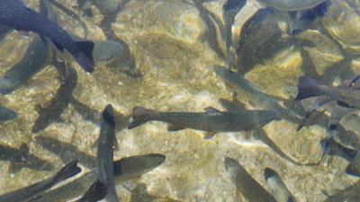 Trout swimming in shallow water.