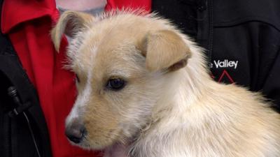 BVSPCA Drive-Thru Pet Food Pantries