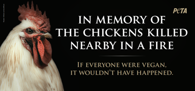 PETA billboard to memorialize dead chickens
