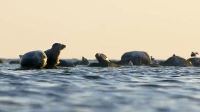 seals