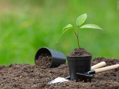 Ocean City plant grants