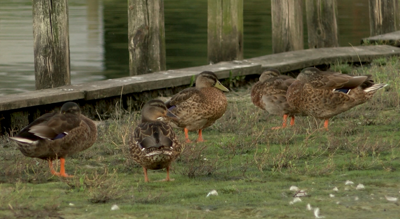 Ducks