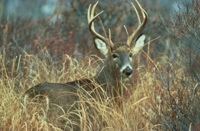 A deer looking forward standing in a field of tall grass. 