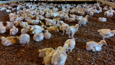 Chickens at a poultry farm in Sussex County