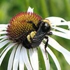 American bumble bee
