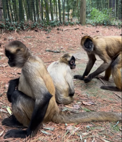 Three spider monkeys