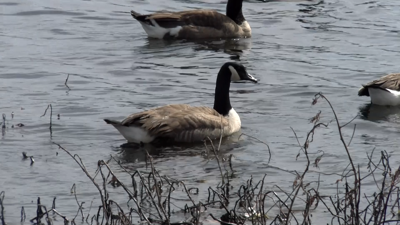 Milton Parks And Rec Clarifies Confusion Around Goose Solution