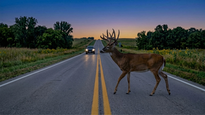 A photo of a deer crossing the road.