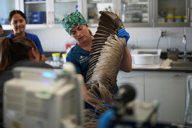 Climate Marine Heat Wave Dead Seabirds