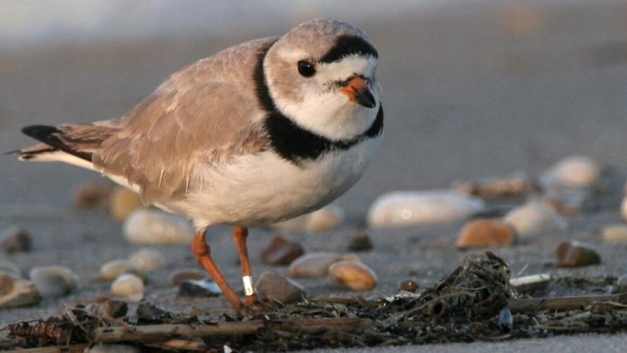 Piping Plover