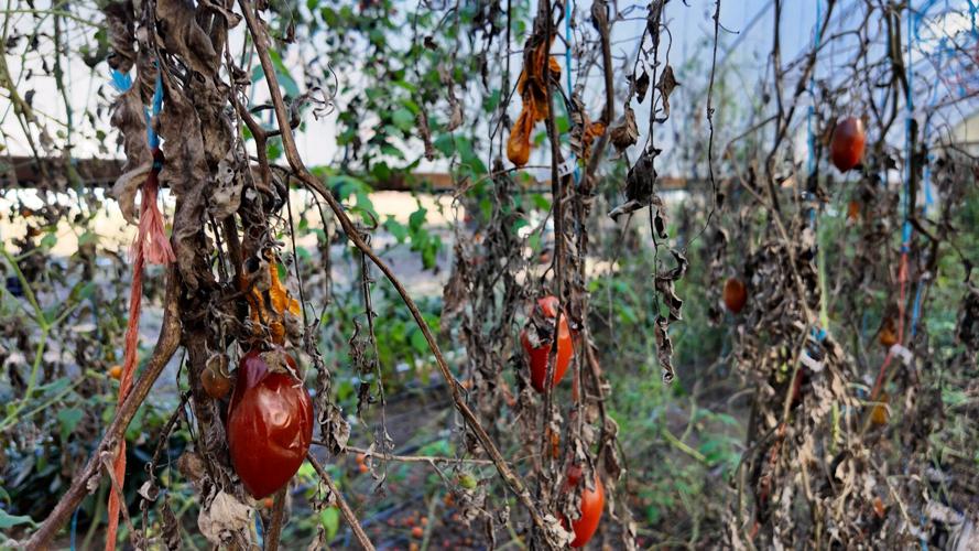 Dried tomatoes due to dry weather conditions