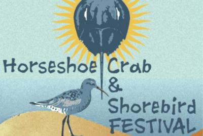 HORSESHOE CRAB FESTIVAL