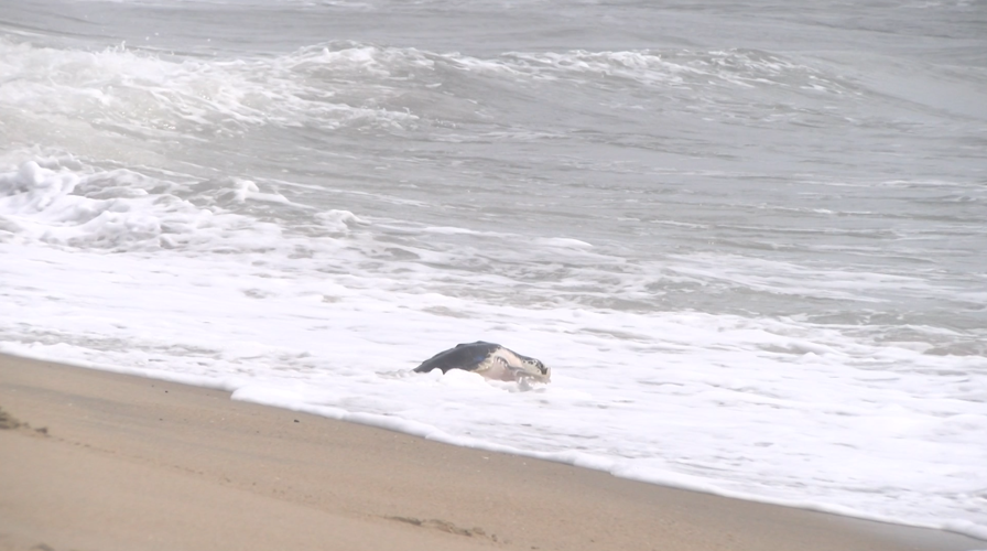 Sea Turtle
