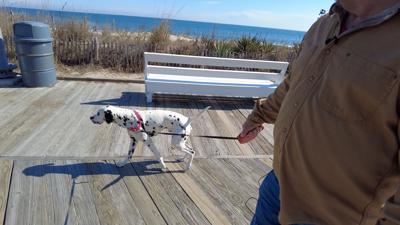 Rehoboth Beach Committee Considers Dog Park