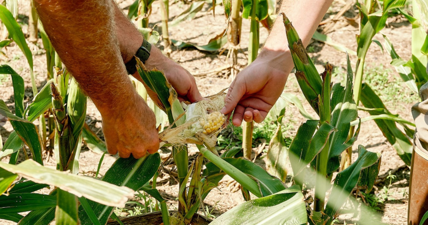 DNREC expands deer damage program as Delaware farmers face crop losses