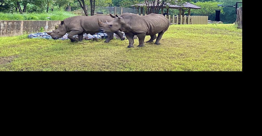 Riverbanks Zoo & Garden welcomes white rhinos to new exhibit | Columbia