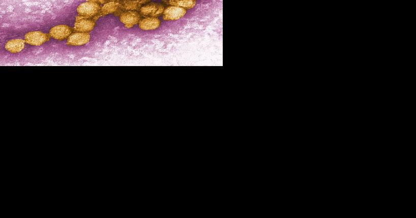 City of Columbia alerted of West Nile Virus among mosquitoes in the city - Vimarsana News