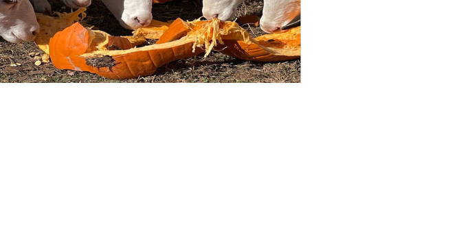 Repurpose pumpkins to feed livestock - Vimarsana News