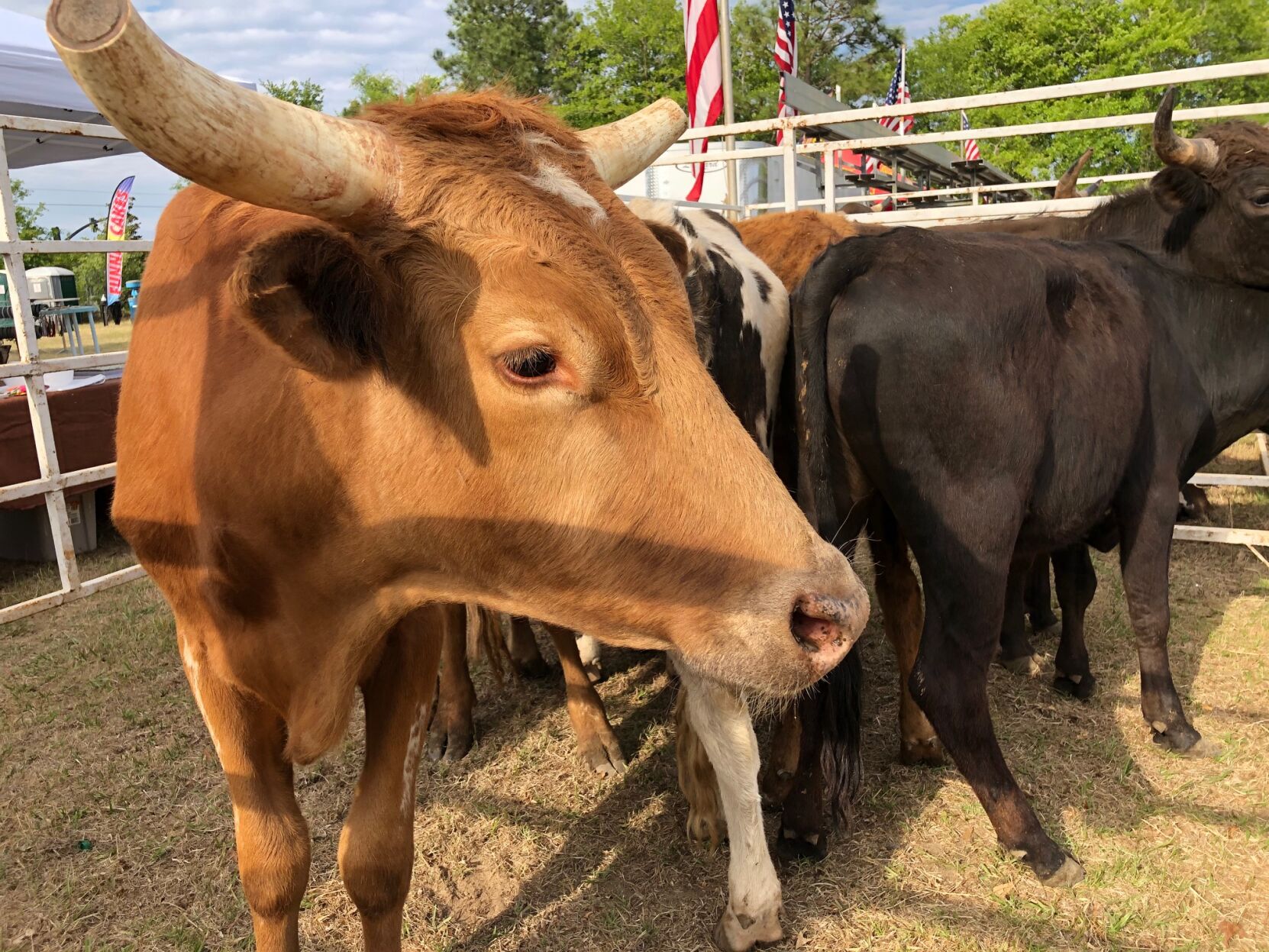 Doko Rodeo Wrangles Crowd To Blythewood | Blythewood | Coladaily.com