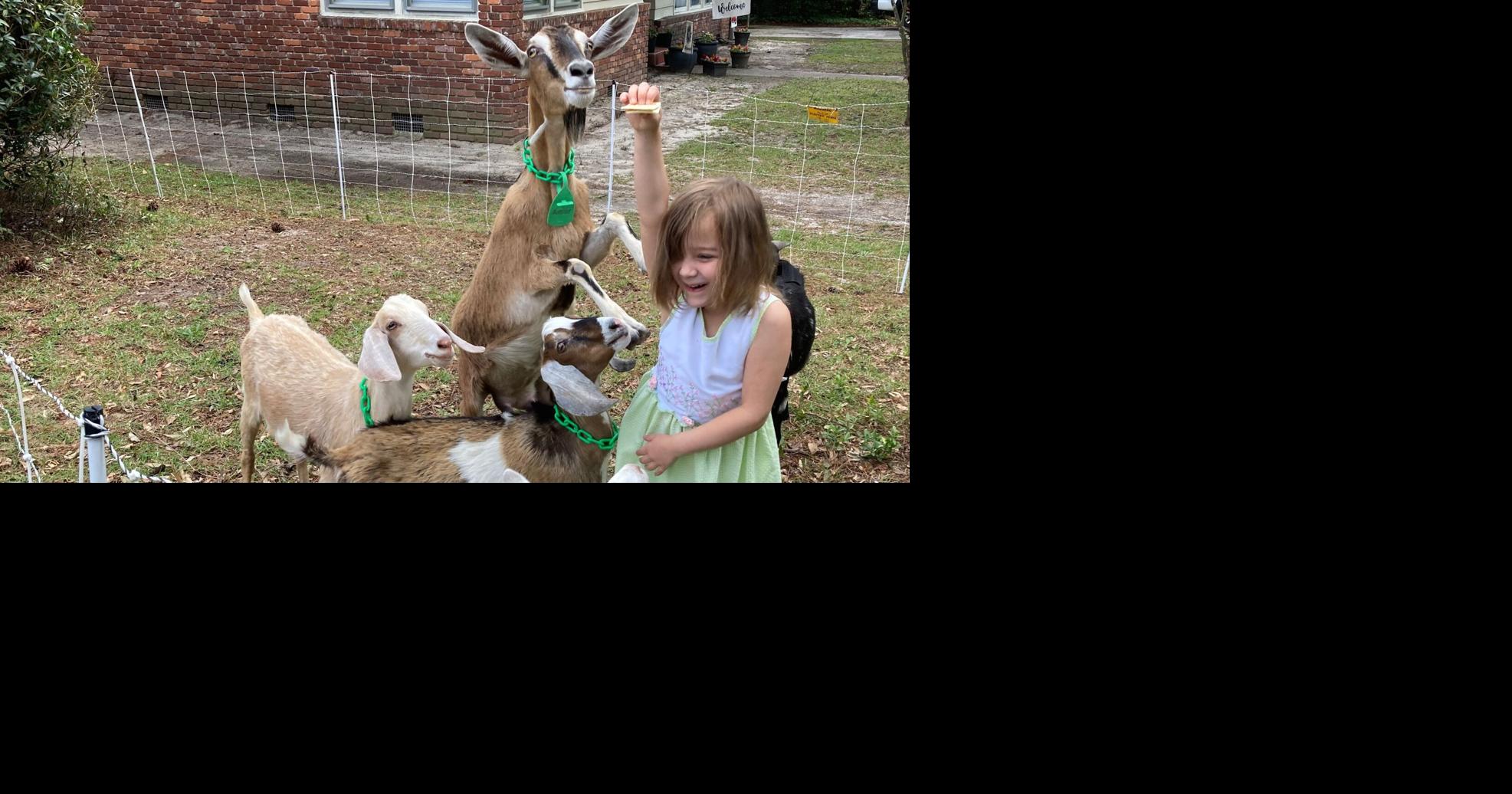 Midlands land management company renting out goats to clear property ...