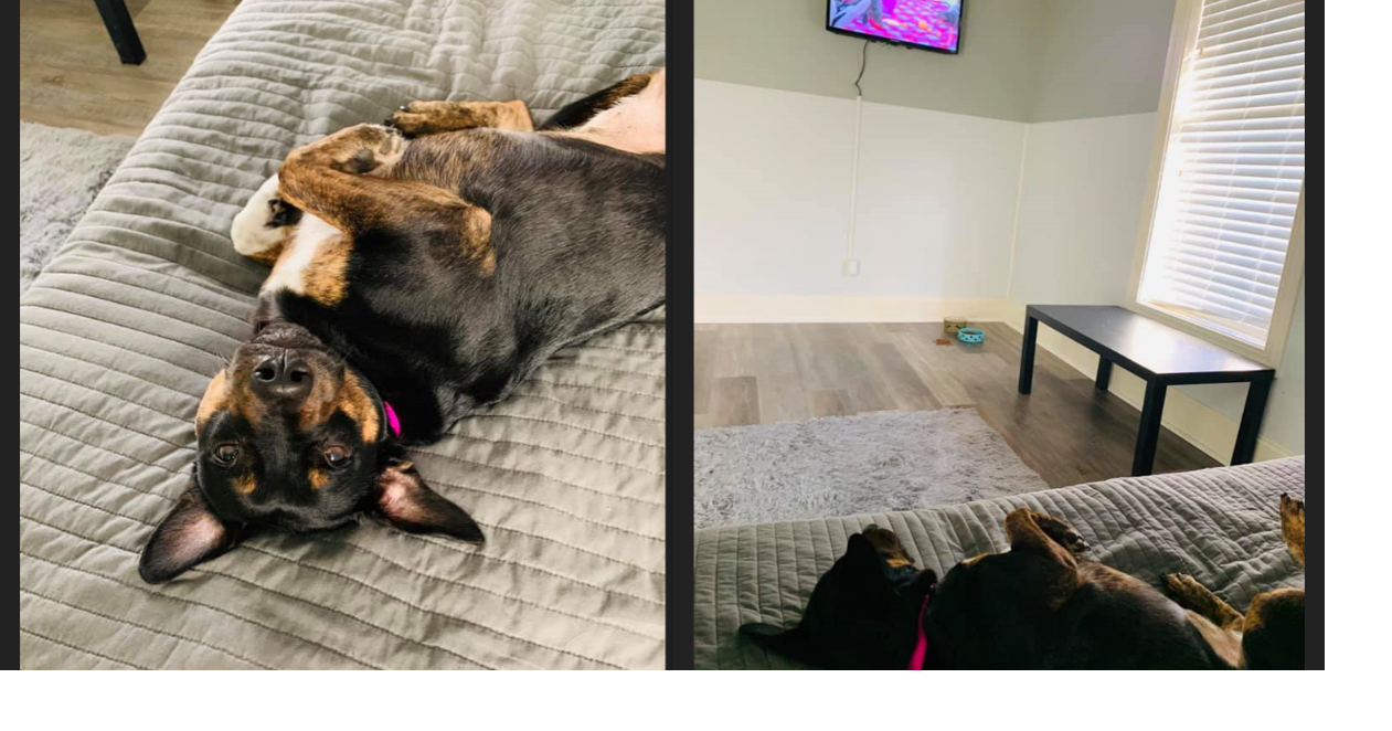 Pet Vacations opens in Irmo, offering 'luxury boutique retreat' for