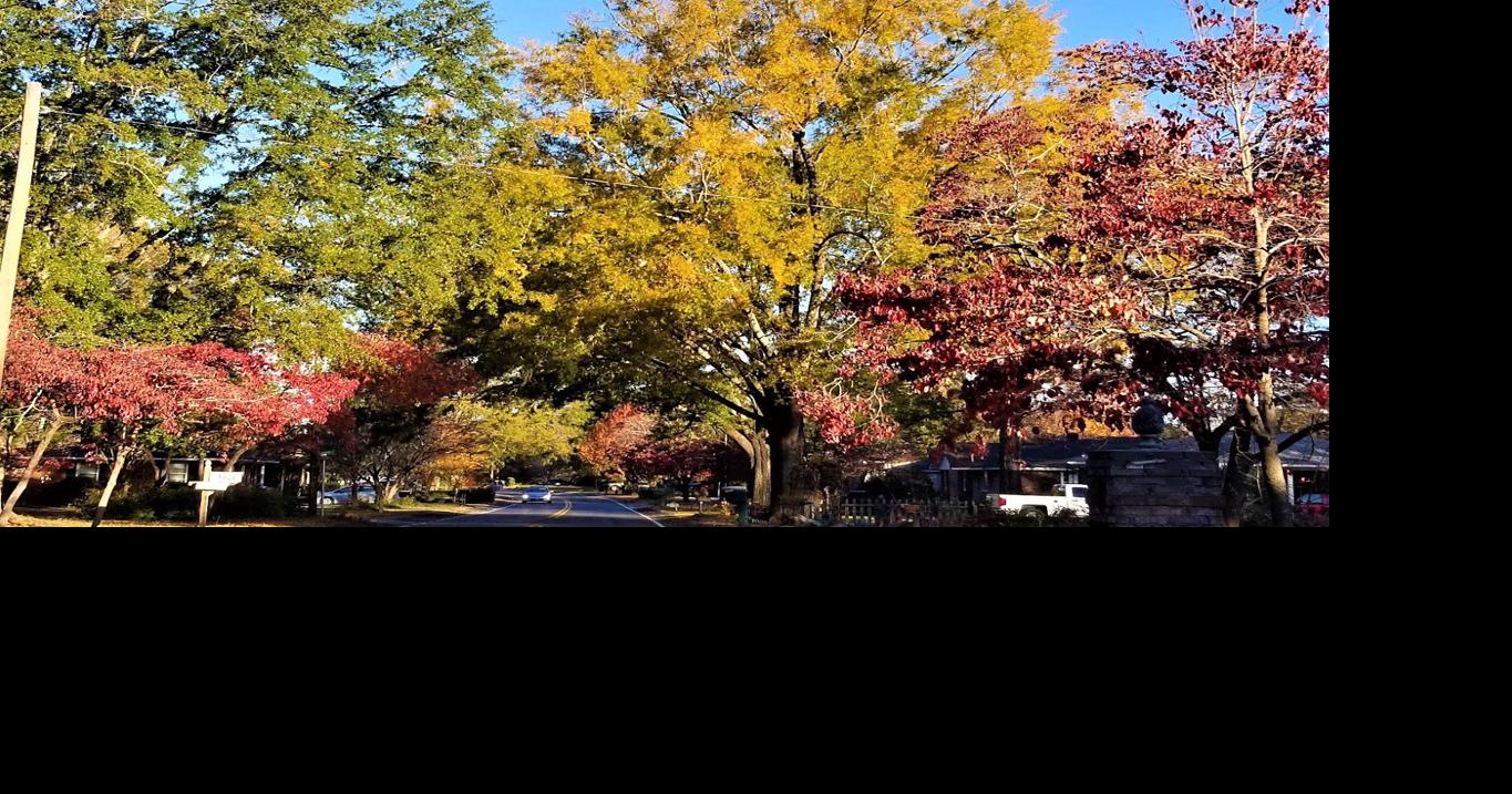 Dominion Energy tree trimming activities happening across the Midlands ...
