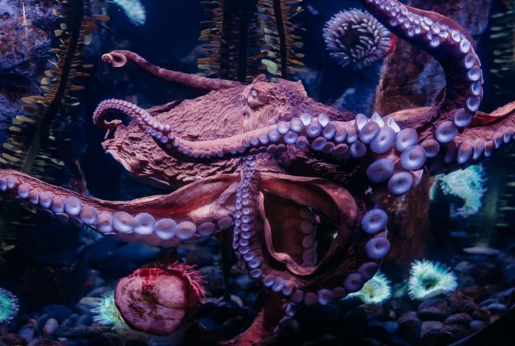 largest octopus ever photographed