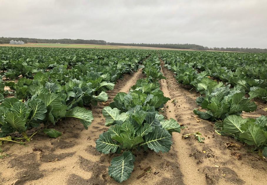 Pelionbased farm growing, harvesting collards that feed