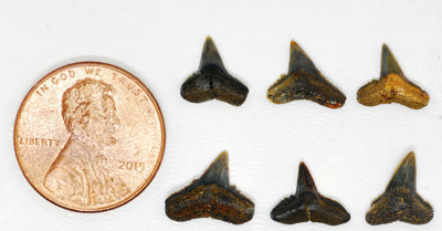shark's teeth.PNG