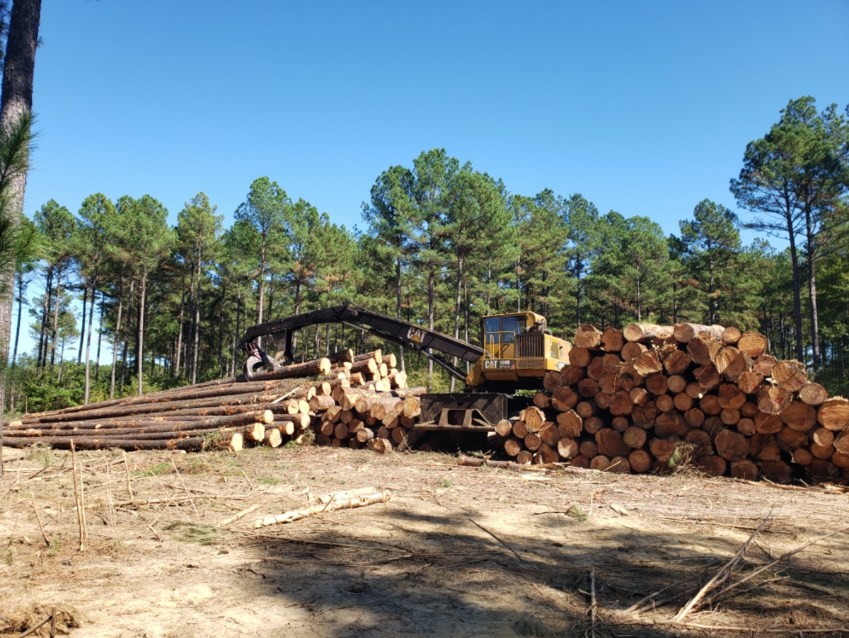 South Carolina's forestry industry takes hit from COVID19 Business