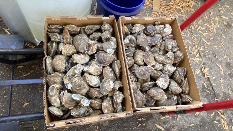 SC Oyster Festival returns to the HamptonPreston Mansion downtown