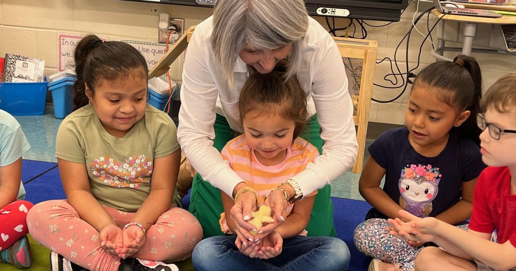Kindergarten students at Riverbank Elementary observe the life cycle of chickens - Vimarsana News