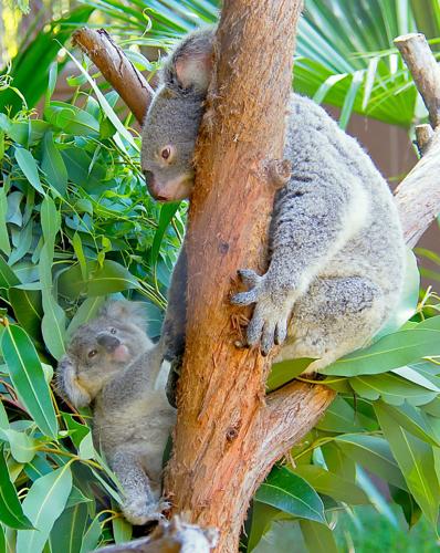 Koala :: Riverbanks Zoo & Garden