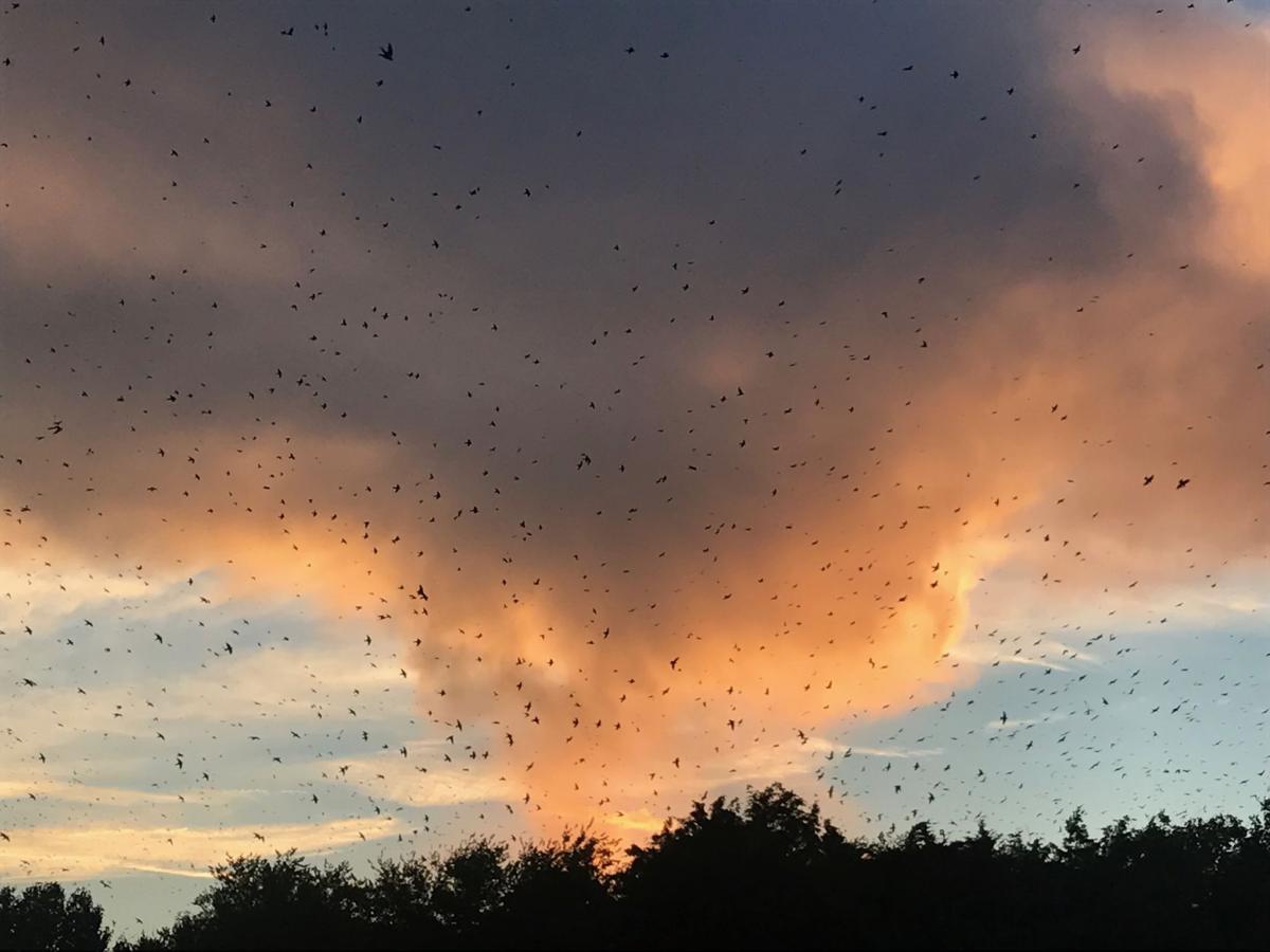 Hundreds of thousands of purple martins flock to Lake Murray’s Bomb