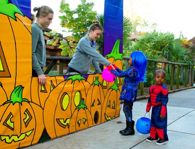 Riverbanks Zoo prepares for annual Boo at the Zoo crowd | Columbia
