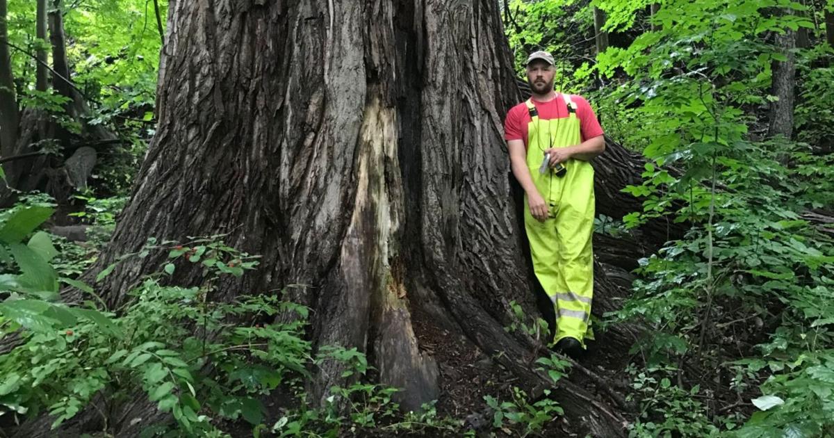 Tree Steward Awards recognize those who are dedicated to protecting and ...