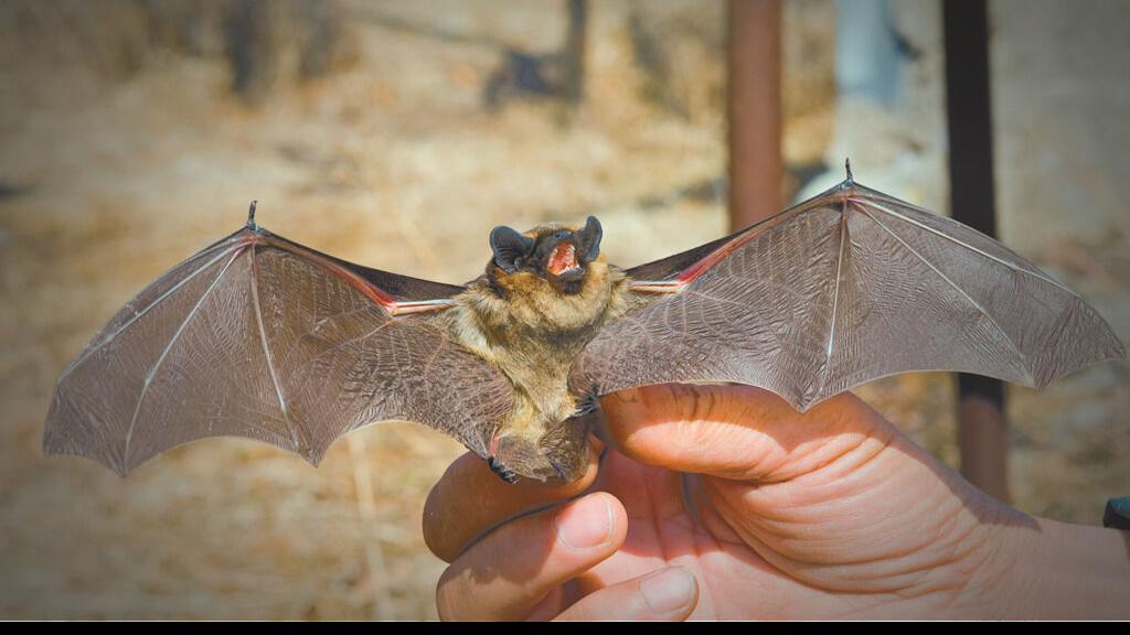 All you need to know about bats and rabies News