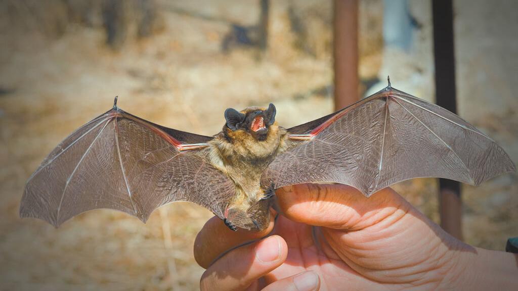 All you need to know about bats and rabies | News | colchestersun.com
