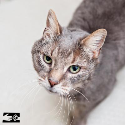 Zelda Is Hands Down The Softest Cat In All The Land News