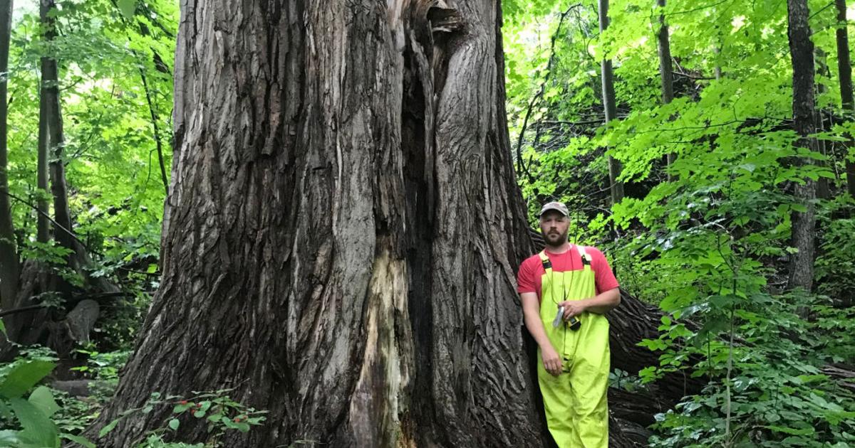 Vermon Tree ‘A remarkable tree': Biggest tree known to exist in Vermont stands tall ...