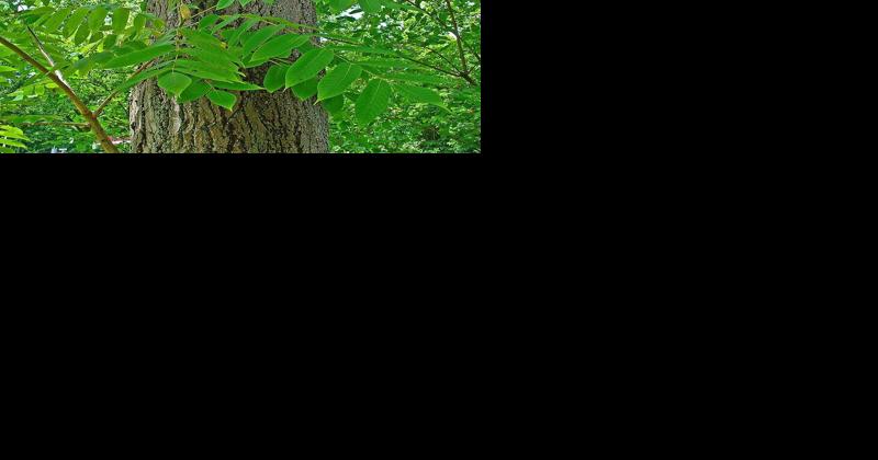 Trembling Aspen: A Profile By Ethan Tapper, Chittenden County Forester - Vimarsana News