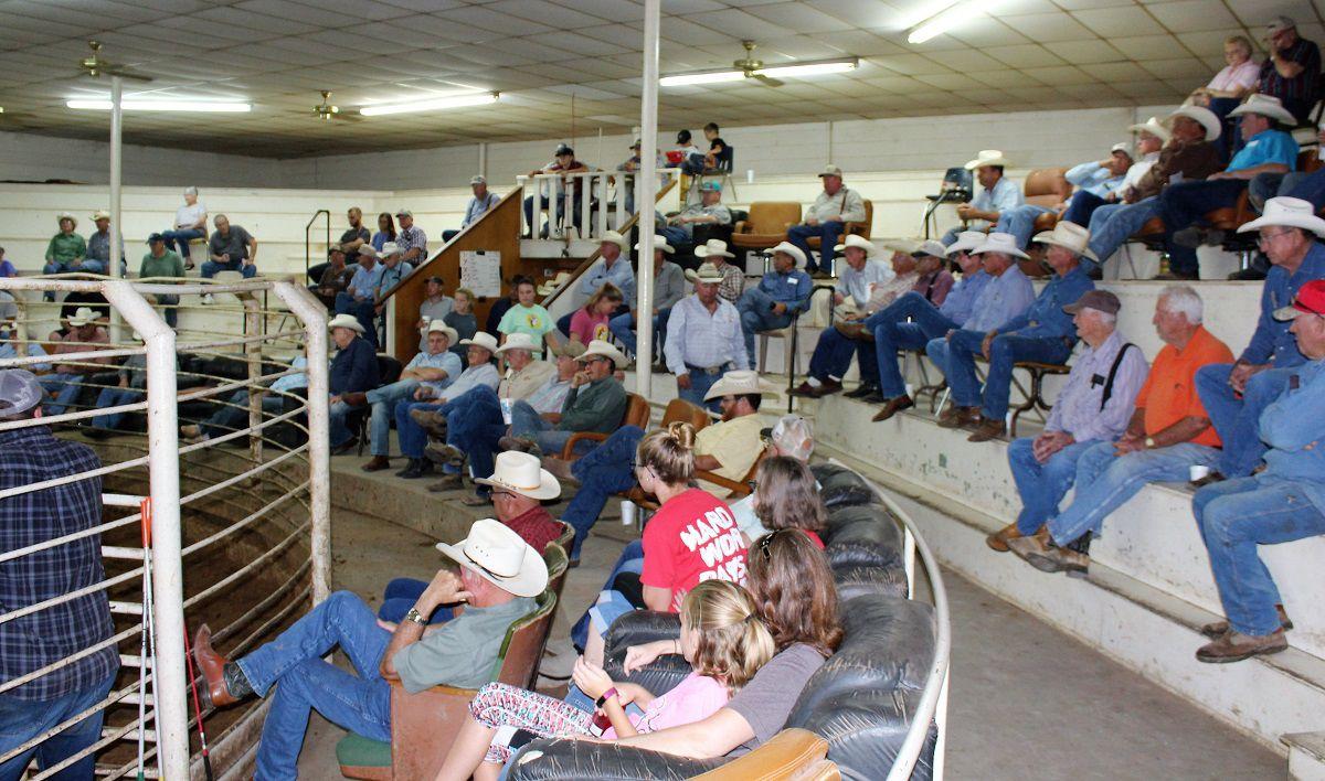 Coleman Livestock Auction Market Report for November 11, 2020
